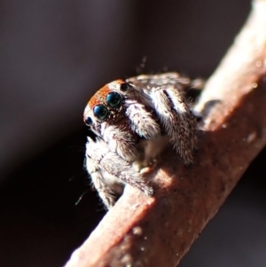 Maratus calcitrans at Belconnen, ACT - 29 Aug 2023