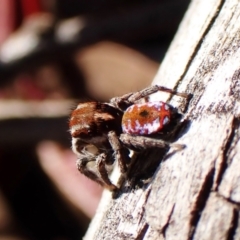 Maratus calcitrans at Belconnen, ACT - 29 Aug 2023