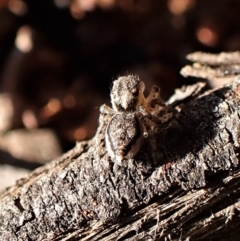 Maratus calcitrans at Belconnen, ACT - 29 Aug 2023