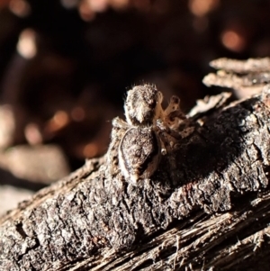 Maratus calcitrans at Belconnen, ACT - 29 Aug 2023