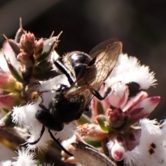 Lasioglossum (Chilalictus) sp. (genus & subgenus) (Halictid bee) at Belconnen, ACT - 24 Aug 2023 by CathB