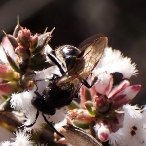 Lasioglossum (Chilalictus) sp. (genus & subgenus) at Belconnen, ACT - 24 Aug 2023