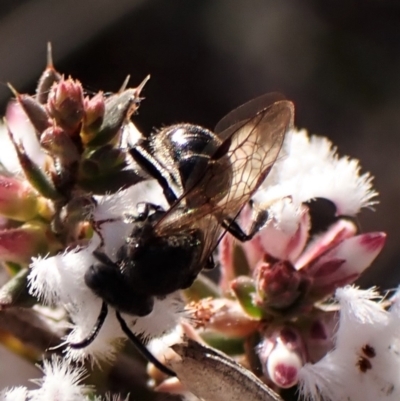 Lasioglossum (Chilalictus) sp. (genus & subgenus) (Halictid bee) at Belconnen, ACT - 24 Aug 2023 by CathB