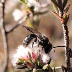 Lasioglossum (Chilalictus) sp. (genus & subgenus) at Belconnen, ACT - 24 Aug 2023