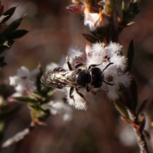 Lasioglossum (Chilalictus) sp. (genus & subgenus) at Belconnen, ACT - 24 Aug 2023