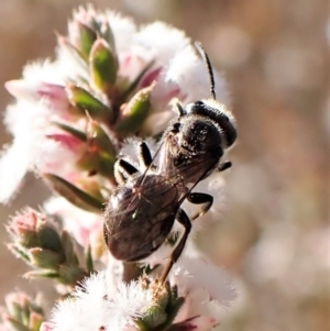 Lasioglossum (Chilalictus) sp. (genus & subgenus) at Belconnen, ACT - 24 Aug 2023