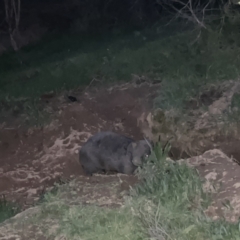 Vombatus ursinus at Denman Prospect, ACT - 29 Aug 2023 06:10 PM