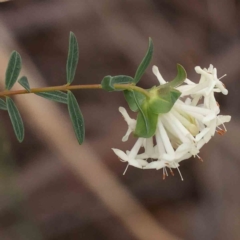 Pimelea linifolia subsp. linifolia (Queen of the Bush, Slender Rice-flower) at Caladenia Forest, O'Connor - 27 Aug 2023 by ConBoekel