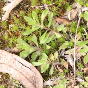 Wahlenbergia stricta subsp. stricta at O'Connor, ACT - 27 Aug 2023 02:58 PM