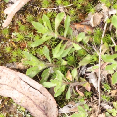 Wahlenbergia stricta subsp. stricta (Tall Bluebell) at O'Connor, ACT - 27 Aug 2023 by ConBoekel