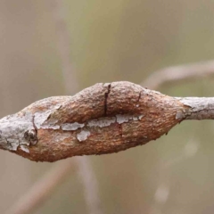 Eucalyptus insect gall at Caladenia Forest, O'Connor - 27 Aug 2023 by ConBoekel