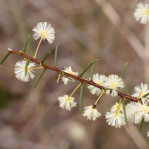 Acacia genistifolia at Acton, ACT - 27 Aug 2023