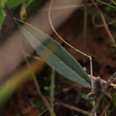 Hovea heterophylla at O'Connor, ACT - 27 Aug 2023