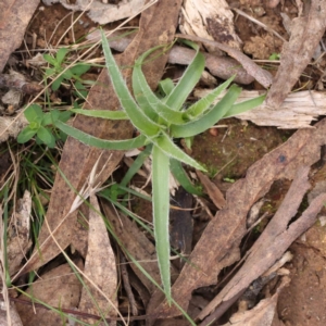 Luzula sp. at O'Connor, ACT - 27 Aug 2023