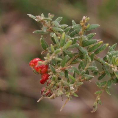 Grevillea alpina (Mountain Grevillea / Cat's Claws Grevillea) at O'Connor, ACT - 27 Aug 2023 by ConBoekel