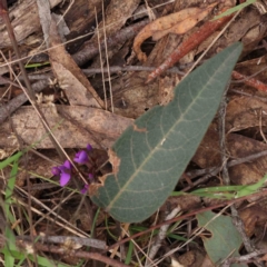 Hardenbergia violacea (False Sarsaparilla) at O'Connor, ACT - 27 Aug 2023 by ConBoekel