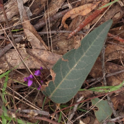 Hardenbergia violacea (False Sarsaparilla) at O'Connor, ACT - 27 Aug 2023 by ConBoekel