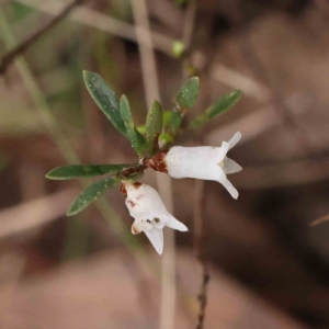 Cryptandra amara at O'Connor, ACT - 27 Aug 2023 03:11 PM