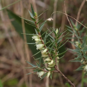 Melichrus urceolatus at O'Connor, ACT - 27 Aug 2023