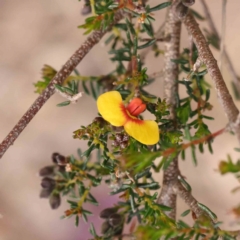 Dillwynia phylicoides (A Parrot-pea) at Caladenia Forest, O'Connor - 27 Aug 2023 by ConBoekel