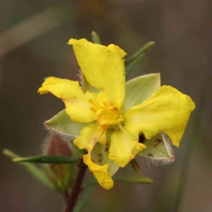 Hibbertia calycina at Acton, ACT - 27 Aug 2023