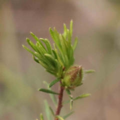 Hibbertia calycina at Acton, ACT - 27 Aug 2023