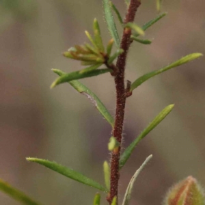 Hibbertia calycina at Acton, ACT - 27 Aug 2023