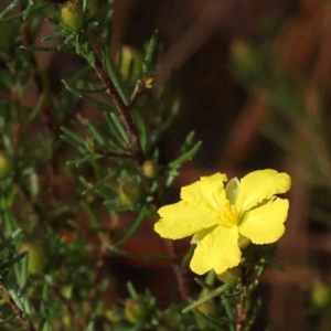 Hibbertia calycina at O'Connor, ACT - 27 Aug 2023 03:36 PM