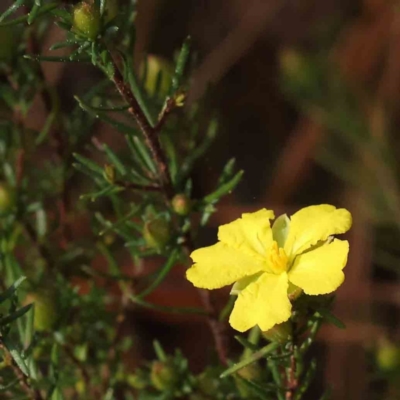 Hibbertia calycina (Lesser Guinea-flower) at O'Connor, ACT - 27 Aug 2023 by ConBoekel