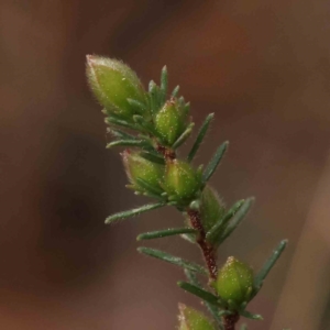 Hibbertia calycina at O'Connor, ACT - 27 Aug 2023