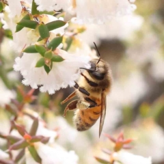 Apis mellifera (European honey bee) at Caladenia Forest, O'Connor - 27 Aug 2023 by ConBoekel