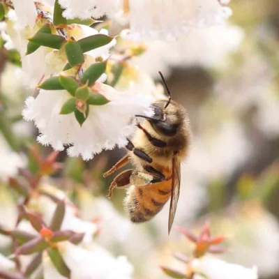 Apis mellifera (European honey bee) at Acton, ACT - 27 Aug 2023 by ConBoekel