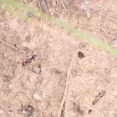 Iridomyrmex purpureus (Meat Ant) at Caladenia Forest, O'Connor - 27 Aug 2023 by ConBoekel