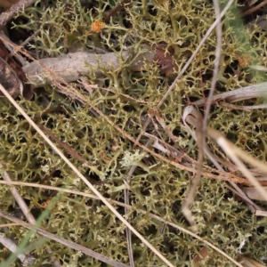 Cladia sp. (genus) at O'Connor, ACT - 27 Aug 2023