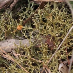 Cladia sp. (genus) at O'Connor, ACT - 27 Aug 2023