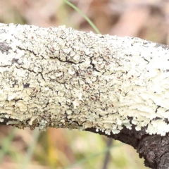Unverified Lichen, Moss or other Bryophyte - 1 Jan 1900 by ConBoekel