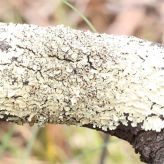 Unidentified Lichen, Moss or other Bryophyte at Caladenia Forest, O'Connor - 27 Aug 2023 by ConBoekel