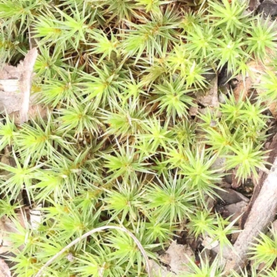 Unidentified Lichen, Moss or other Bryophyte at O'Connor, ACT - 27 Aug 2023 by ConBoekel