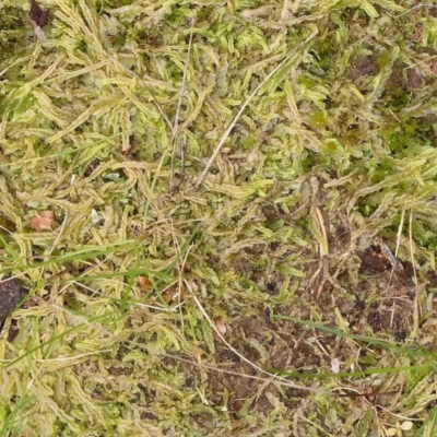 Unidentified Lichen, Moss or other Bryophyte at Caladenia Forest, O'Connor - 27 Aug 2023 by ConBoekel