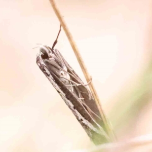 Philobota stella at Acton, ACT - 27 Aug 2023 04:01 PM