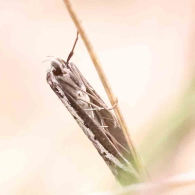 Philobota stella (A concealer moth) at Acton, ACT - 27 Aug 2023 by ConBoekel