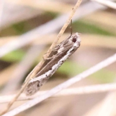 Philobota stella at Acton, ACT - 27 Aug 2023 04:01 PM