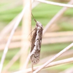 Philobota stella at Acton, ACT - 27 Aug 2023