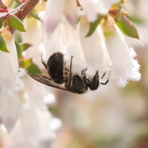 Lasioglossum (Chilalictus) sp. (genus & subgenus) at Acton, ACT - 27 Aug 2023 03:47 PM