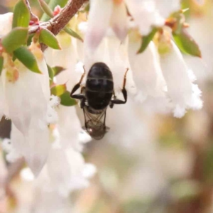 Lasioglossum (Chilalictus) sp. (genus & subgenus) at Acton, ACT - 27 Aug 2023 03:47 PM