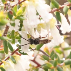 Lasioglossum (Chilalictus) sp. (genus & subgenus) at Acton, ACT - 27 Aug 2023