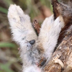 Oryctolagus cuniculus at Canberra Central, ACT - 27 Aug 2023