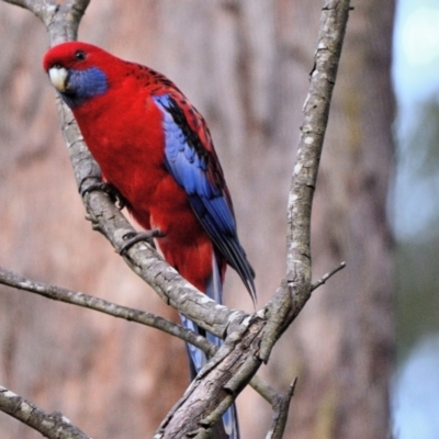 Platycercus elegans (Crimson Rosella) at Bargo, NSW - 26 Aug 2023 by Freebird