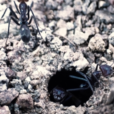 Iridomyrmex purpureus (Meat Ant) at Majura, ACT - 22 Aug 2023 by Evie