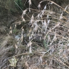 Themeda triandra (Kangaroo Grass) at Lyons, ACT - 29 Aug 2023 by GregC